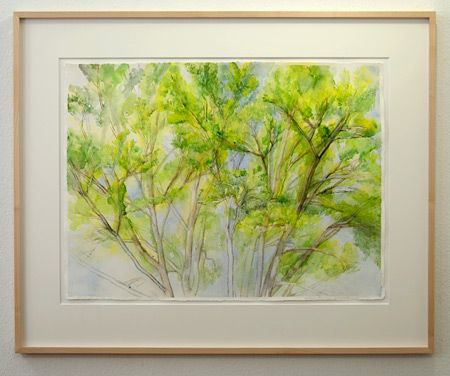 Sylvia Plimack-Mangold / Sylvia Plimack-Mangold The Pin Oak 6/15/02  2002 56 x 76.2 cm watercolor and pencil on paper