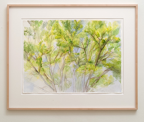 Sylvia Plimack-Mangold / Sylvia Plimack Mangold The Pin Oak 6/15/02  2002  56 x 76.2 cm   Watercolor and pencil on paper