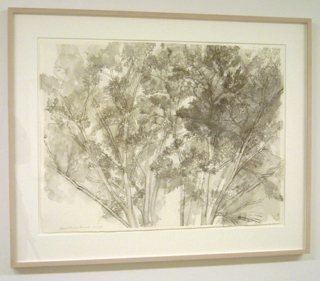 Sylvia Plimack-Mangold / The Pin Oak 6/18/05  2005 56.5 x 76 cm / 22.25 x 30 " watercolor and pencil on paper